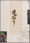 Foto von Salix discolor Muhl.